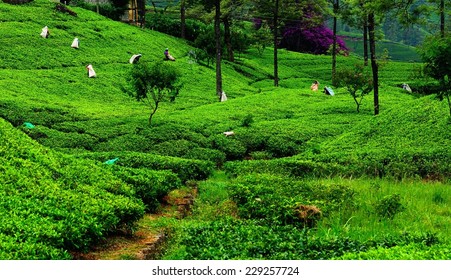 serie Accord igennem Sri Lanka Nature Images, Stock Photos & Vectors | Shutterstock