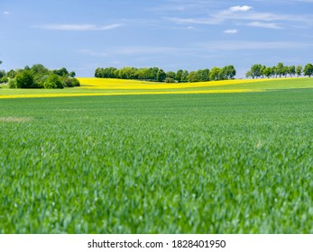 Large Paddy Field Stock Photo 1033560724 | Shutterstock