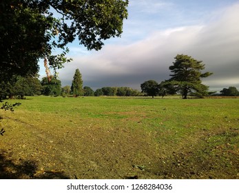 Fields and trees