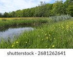 Fields, trees, and a gentle stream in bloom