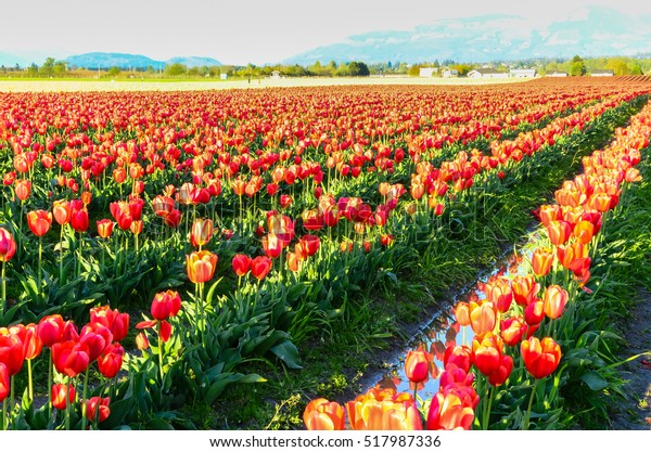 Fields Vibrant Red Tulips Full Bloom Stock Photo Edit Now 517987336