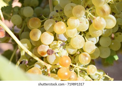 
FIELDS


vineyard
