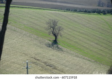 fields with vineyards and olive trees
