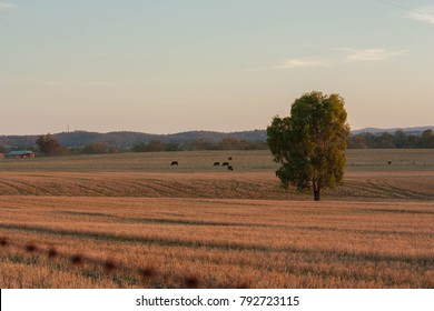 Fields In Wagga Wagga, NSW, Australia