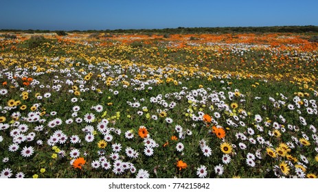 Fields Of West Coast Fynbos, South Africa