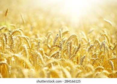 Fields of wheat at the end of summer fully ripe