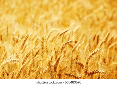 Fields of wheat at the end of summer fully ripe - Shutterstock ID 605483690