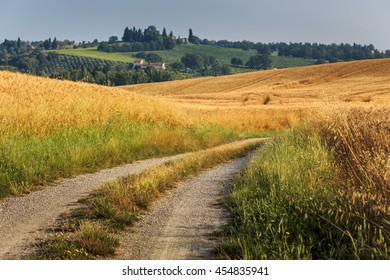 Fields of wheat and rye on the sunny slopes of Tuscany. Italy. - Powered by Shutterstock