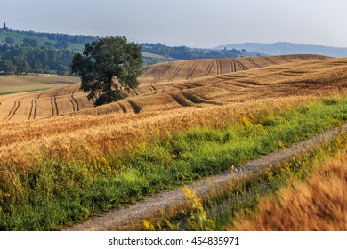 Fields of wheat and rye on the sunny slopes of Tuscany. Italy. - Powered by Shutterstock