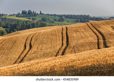 Fields of wheat and rye on the sunny slopes of Tuscany. Italy. - Powered by Shutterstock