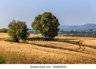 Fields of wheat and rye on the sunny slopes of Tuscany. Italy. - Powered by Shutterstock