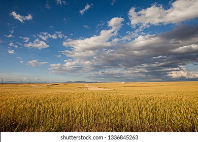 
fields of wheat and skies