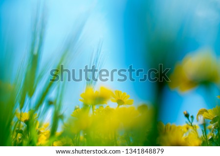 Similar – Foto Bild Gelbe Mohnblüte einer Blumenwiese aus der Froschperspektive