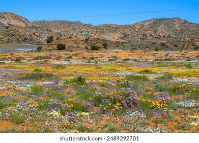 Fields of wild flowers with a mountain backdrop, at Goegap Nature Reserve near the town of Springbok