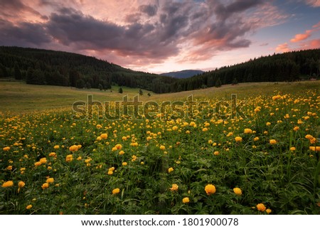Fields of yellow peonies flower in Bulgaria. Dark clouds, contrasting colors. Magnificent sunset, summer landscape.