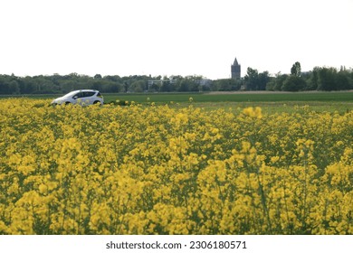 Fields of yellow rapeseed in spring