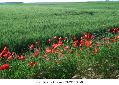 Fields of young green wheat and poppies, in the Vojvodina plain in Serbia