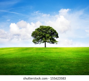 Field,tree And Blue Sky 