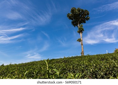 Field,tree and blue sky