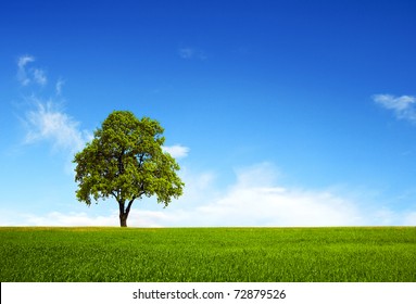 Feld, Baum und blauer Himmel
