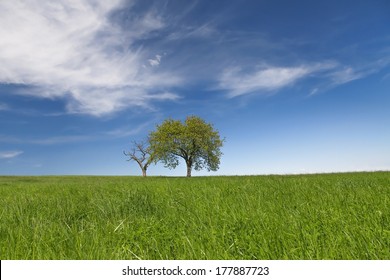 Field,trees and blue sky