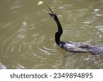 Fierce Anhinga bird skillfully captures a glimmering fish from the water