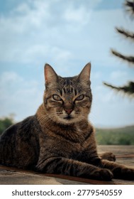 Fierce Cat Looking at Camera