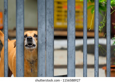 Fierce Dog Barking When A Stranger Near The House.