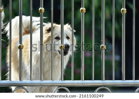 A fierce dog is inside a fenced house.