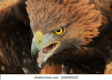 Fierce Eagle. A Majestic Golden Eagle Has A Rather Fierce Look.