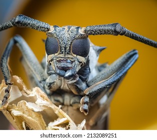 The Fierce Eyes Of The Horn Beetle