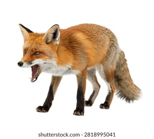 Fierce Fox Fierce Fox Alert Defensive Posture Isolated On White Background