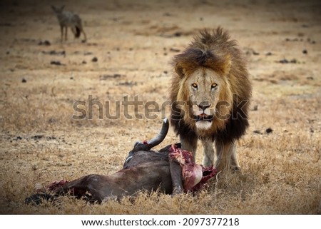 A fierce lion near its prey carcass on a field in Tanzania