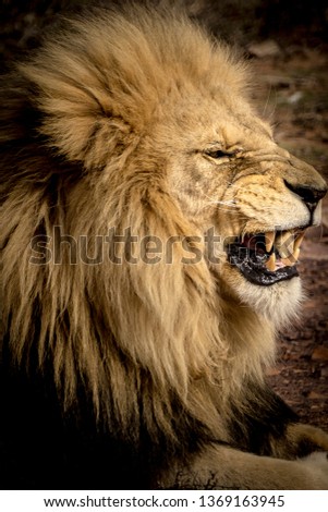 Fierce Lion Roar
