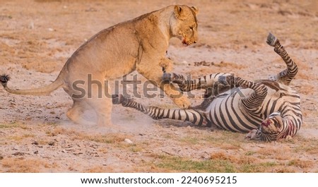 Fierce lioness turning a zebra on the ground. Zebra with its legs in the air. 