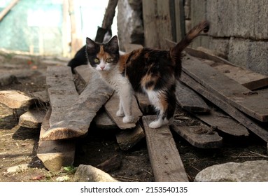 Fierce Look In A Farm