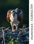 A fierce looking Osprey perched in the nest with a fish.