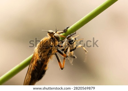 Fierce predator hunter insect grips green plant stem in wild nature macro photo, clutching small helpless prey with relentless focused hunger during dramatic survival cycle