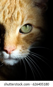 Fierce striped ginger cat stares into camera from black background with large green eyes and white whiskers