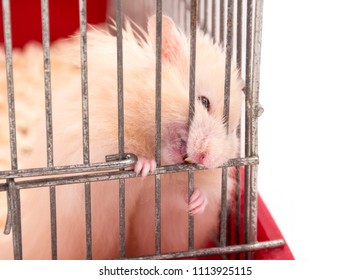 Fierce Syrian Hamster Gnawing On Its Cage Bars (selective Focus On The Hamster Teeth And Paws) Isolated On White, Copy Space On The Right