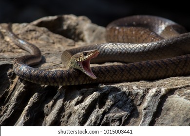 Fierce  Venomous Snake. Macro Photography