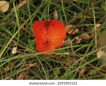 Fiery leaf on the grass