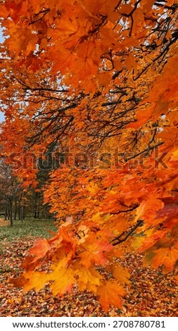 Fiery orange and red maple tree foliage hangs down, framing a view of a grassy park alley covered with fallen leaves on a cloudy autumn day