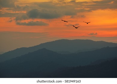 Fiery orange sunset  Dramatic golden sky at the sunset  background with birds flying 
