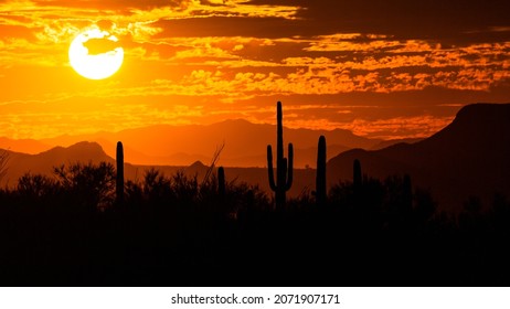 A fiery orange, yellow and red colored sunset looking towards Dove Mountain from the Linda Vista Trail in Oro Valley, Arizona. Colorful desert skies as the sun sets with saguaro cacti in silhouette. - Powered by Shutterstock