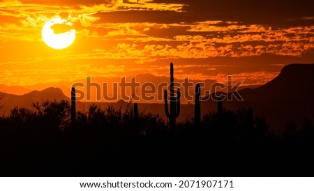 A fiery orange, yellow and red colored sunset looking towards Dove Mountain from the Linda Vista Trail in Oro Valley, Arizona. Colorful desert skies as the sun sets with saguaro cacti in silhouette.