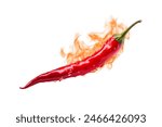 A fiery red chili pepper engulfed in flames, representing hot taste and spiciness isolated