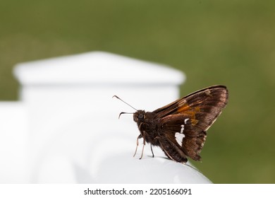 Fiery Skipper Butterfly Hylephila Phyleus On A Patio Railing