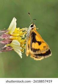 Fiery skipper (Hylephila phyleus) nectaring.