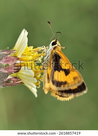 Fiery skipper (Hylephila phyleus) nectaring.